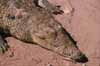 crocodile head photo
