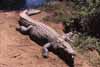 crocodile photo