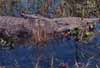crocodiles photo