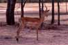 Click for the impala photo