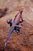 Click for the rainbow lizard photo