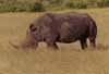 rhino photo