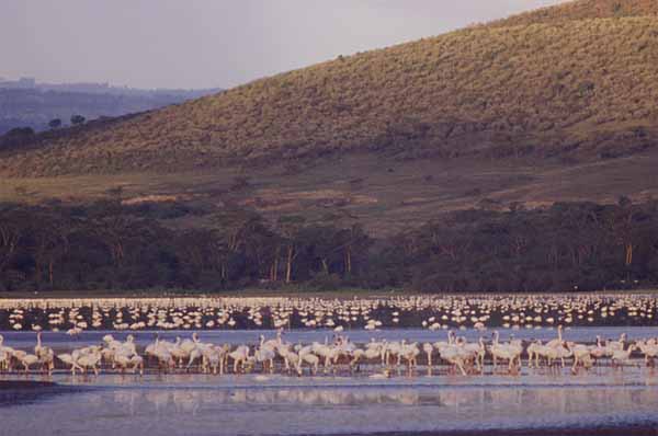 Photo of flamingo at Nakuru