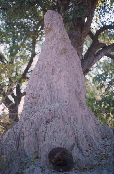 Photo of termite mound, Zimbabwe Photo of termite mound, Zimbabwe