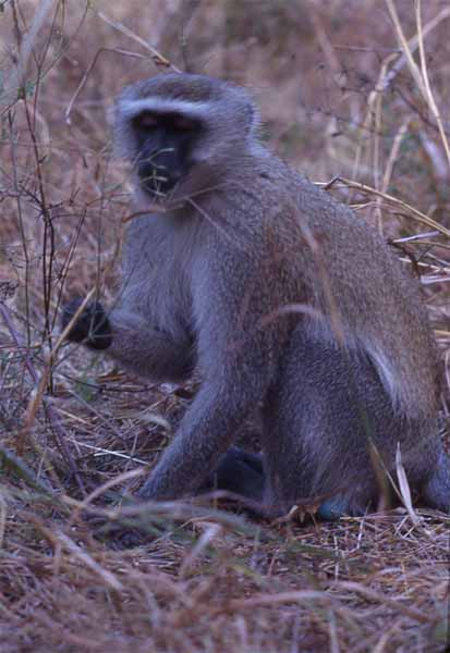 Photo of vervet monkey, Victoria Falls, Zambia