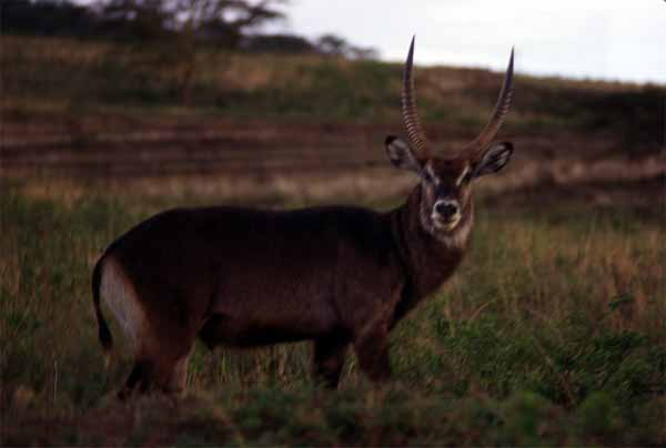 Photo of waterbuck, Nakuru, Kenya