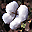 cultivated plant photos