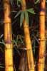 bamboo photo