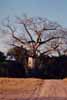 baobab photo