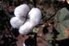Click for the cotton photo
