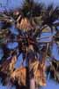 palm photo