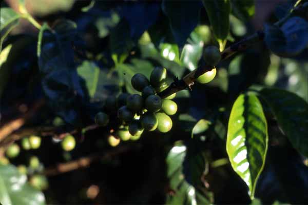 Photo of coffee