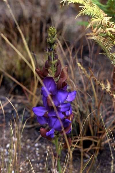 Photo of Dolichos flower