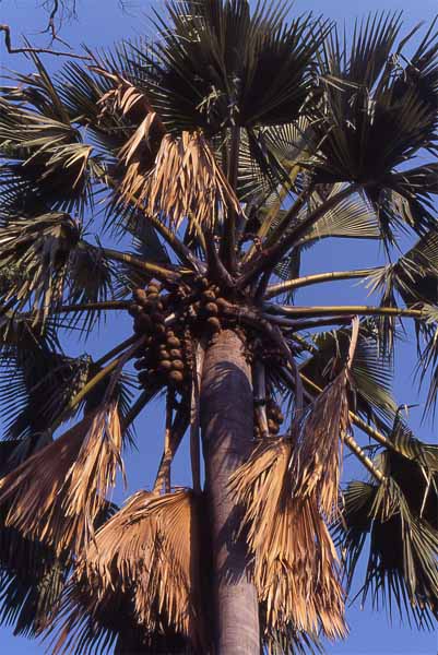 Photo of palm Photo of palm