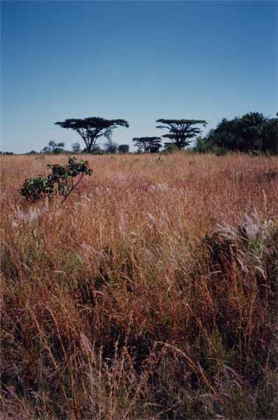 Photo of Nyika savanna Photo of Nyika savanna
