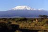 Kilimanjaro photo