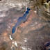 Lake Malawi from space Lake Malawi from space