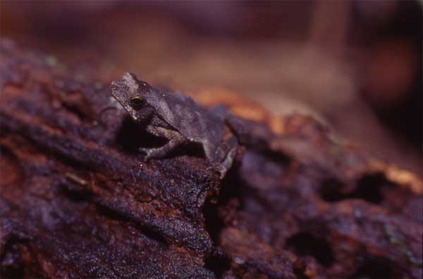 leaf toad photo