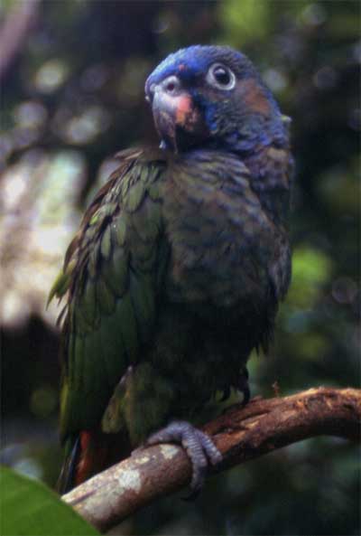 blue-headed parrot photo blue-headed parrot photo