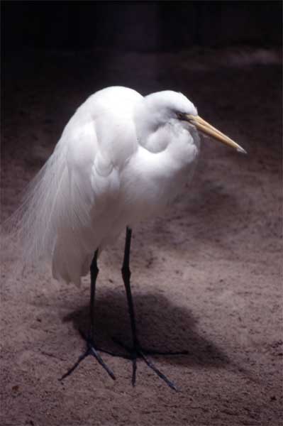 breeding egret photo breeding egret photo