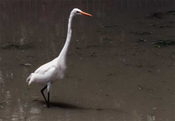 hunting egret photo hunting egret photo
