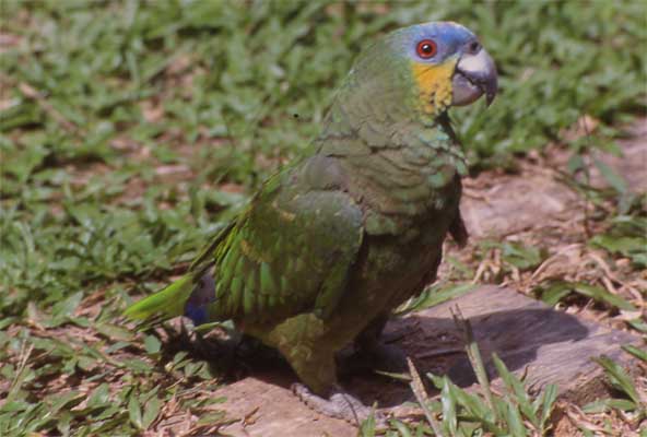 orange-winged parrot photo orange-winged parrot photo