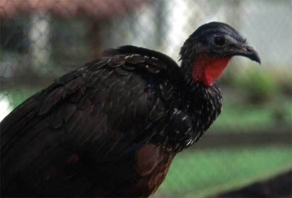 Spix's guan photo