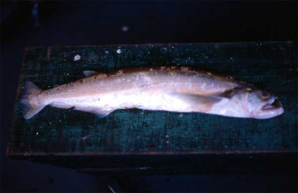 dogfish photo