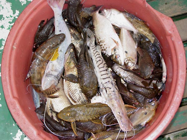 fish diversity photo