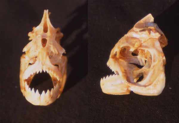 piranha skull photo piranha skull photo