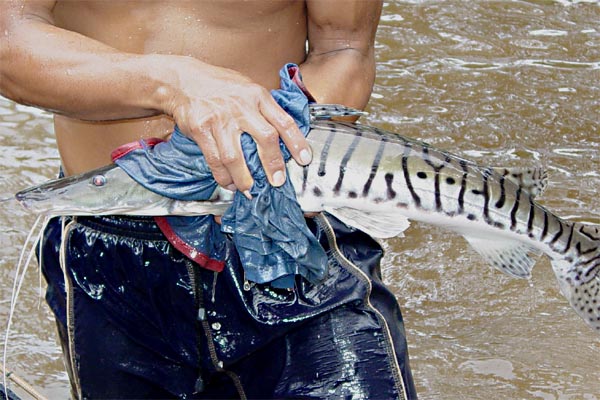 tiger catfish photo