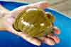 apple snail photo