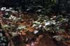 Amazon invertebrates photos and information