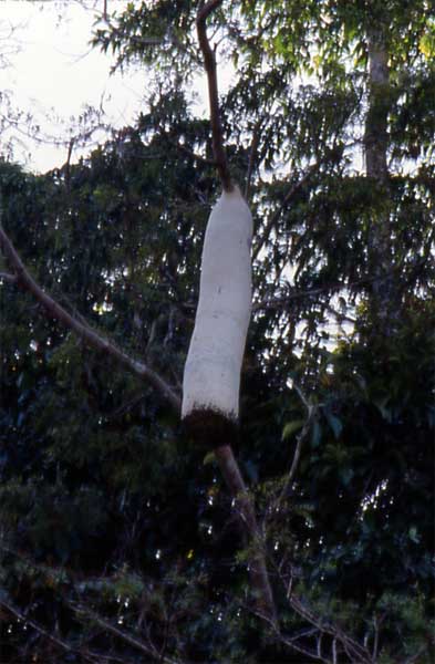 chartergus nest photo