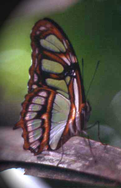 clearwing butterfly photo clearwing butterfly photo