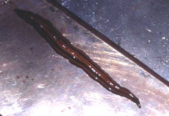 flatworm photo flatworm photo
