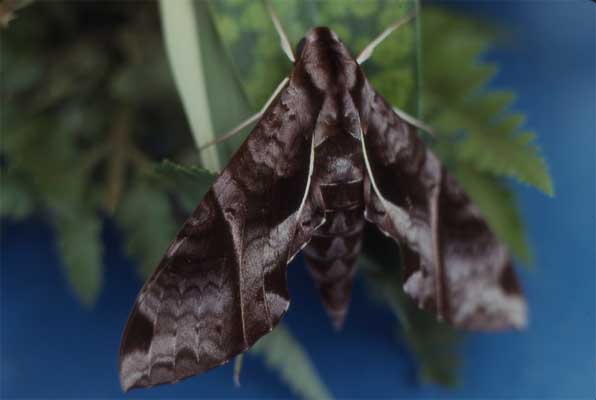 hawkmoth photo hawkmoth photo