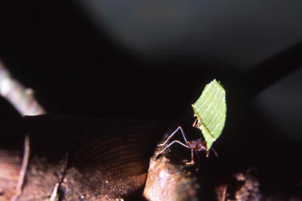 leafcutter ants carrying leaves photo leafcutter ants carrying leaves photo