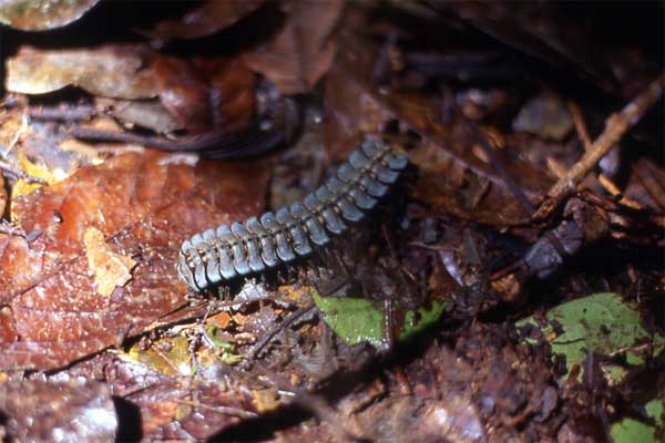 millipede on leaf litter photo millipede on leaf litter photo