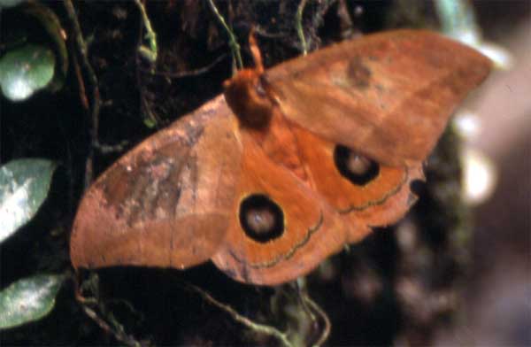 moth photo moth photo