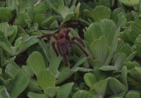 tarantula photo