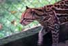 ocelot photo