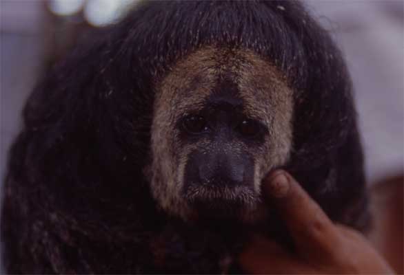 face of monk saki monkey photo face of monk saki monkey photo