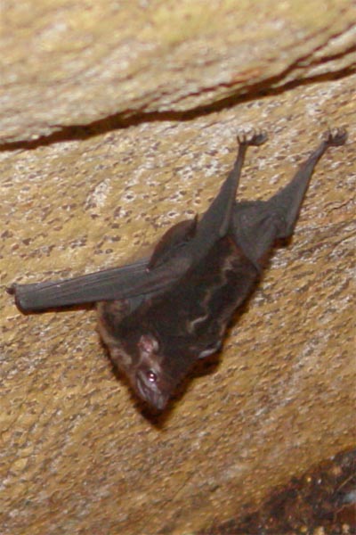 sac winged bat photo sac winged bat photo
