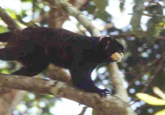 saddleback tamarin photo saddleback tamarin photo