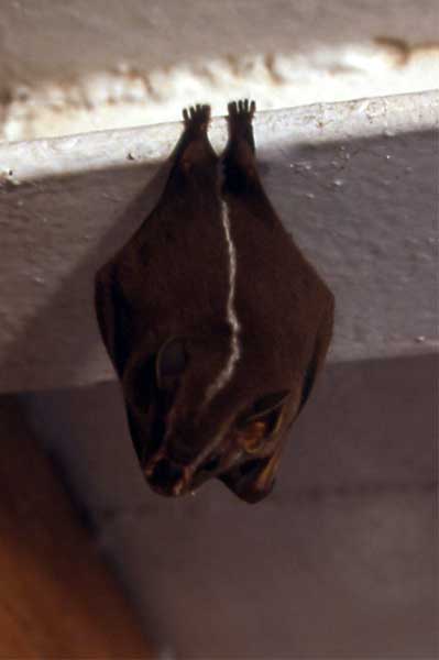 tent making bat photo