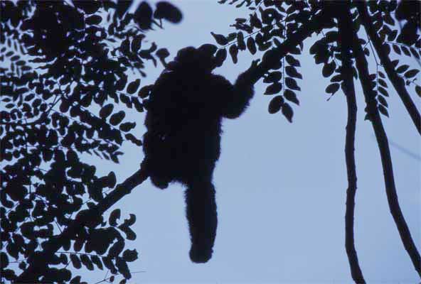woolly monkey in tree photo woolly monkey in tree photo