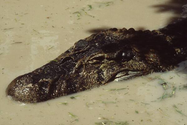 black caiman waiting photo
