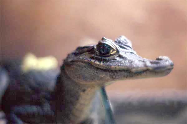 baby spectacled caiman photo baby spectacled caiman photo