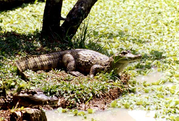 spectacled caiman basking photo spectacled caiman basking photo